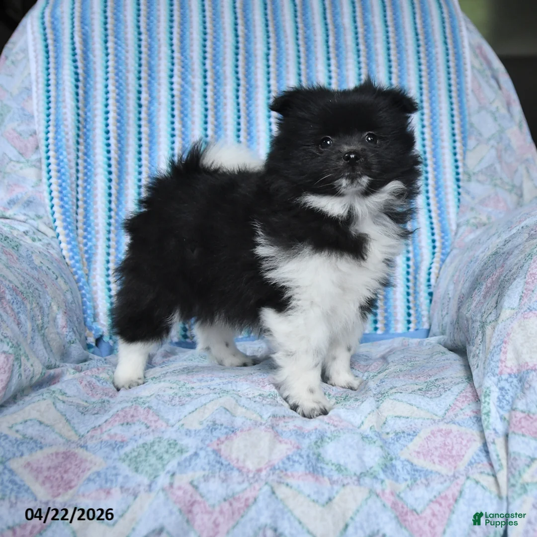 Pomsky dogs for sale: Star - Ad 1