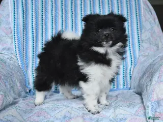 Pomsky dogs for sale: Star - Ad 2
