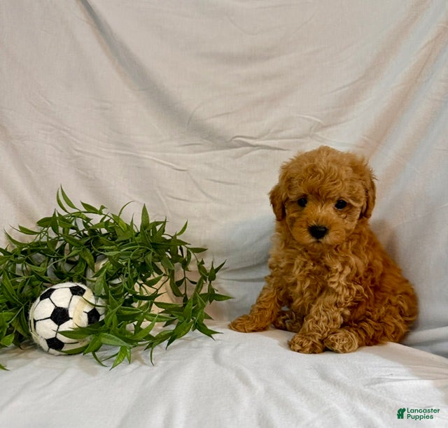 Toy Poodle dogs Kylo - Ad 1
