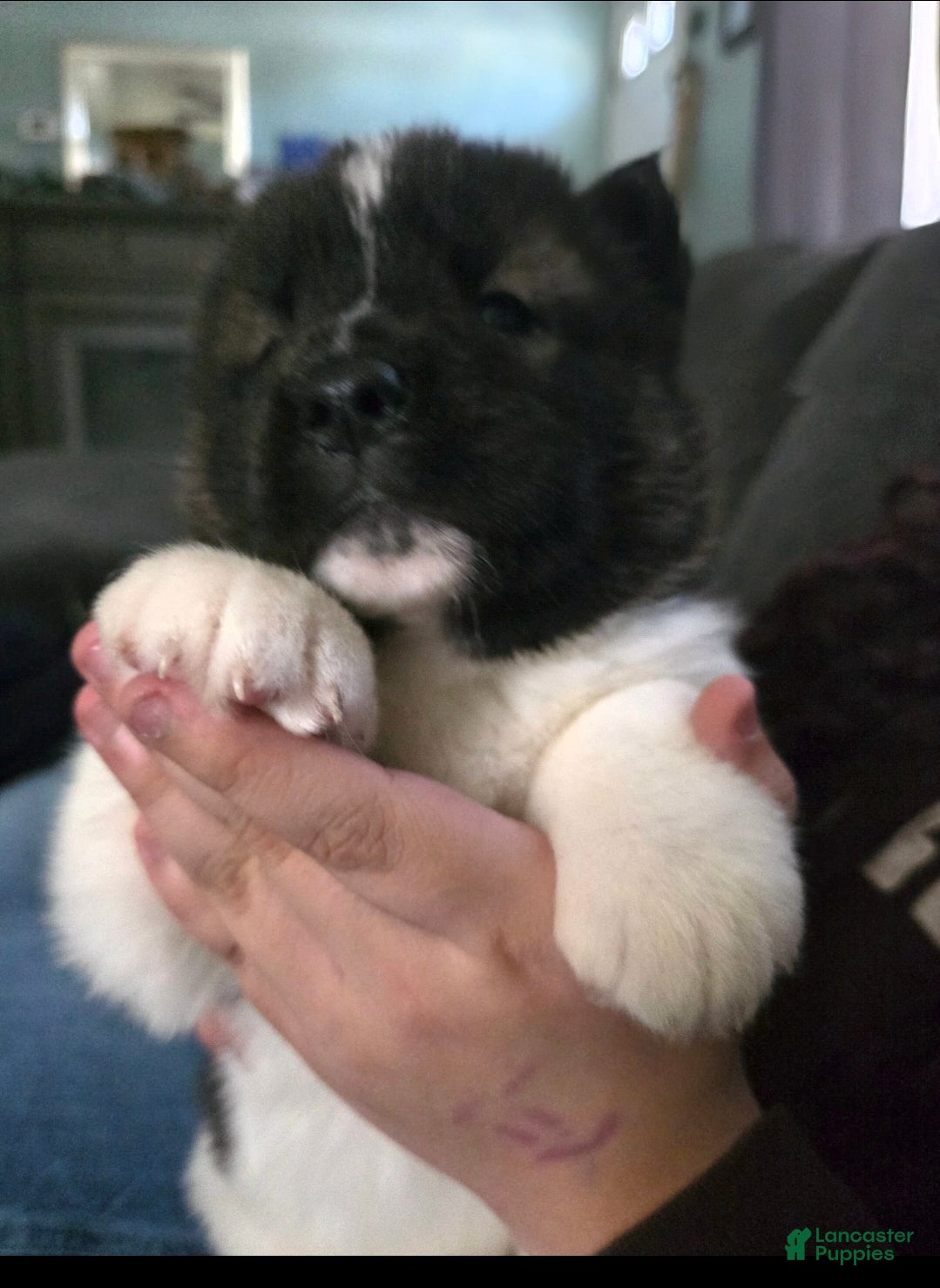 Akita dogs Max - Ad 20