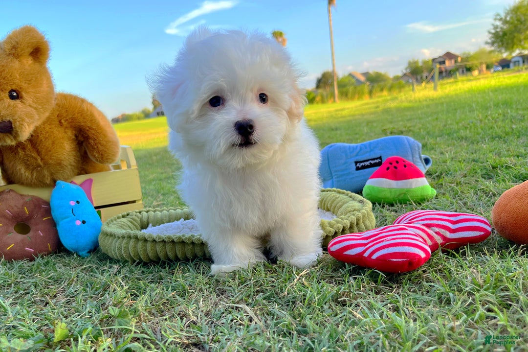 Mini Maltese Rescue Teacup Maltese Dogs For Sale Near Me