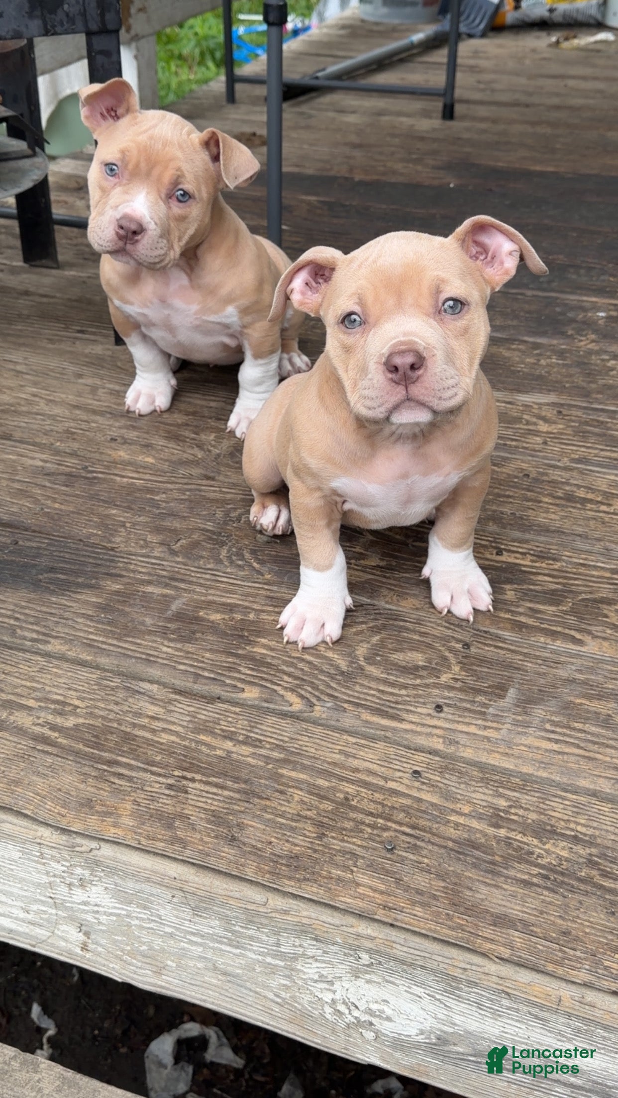 American Bully dogs American Bully Puppy 4 - Ad 2