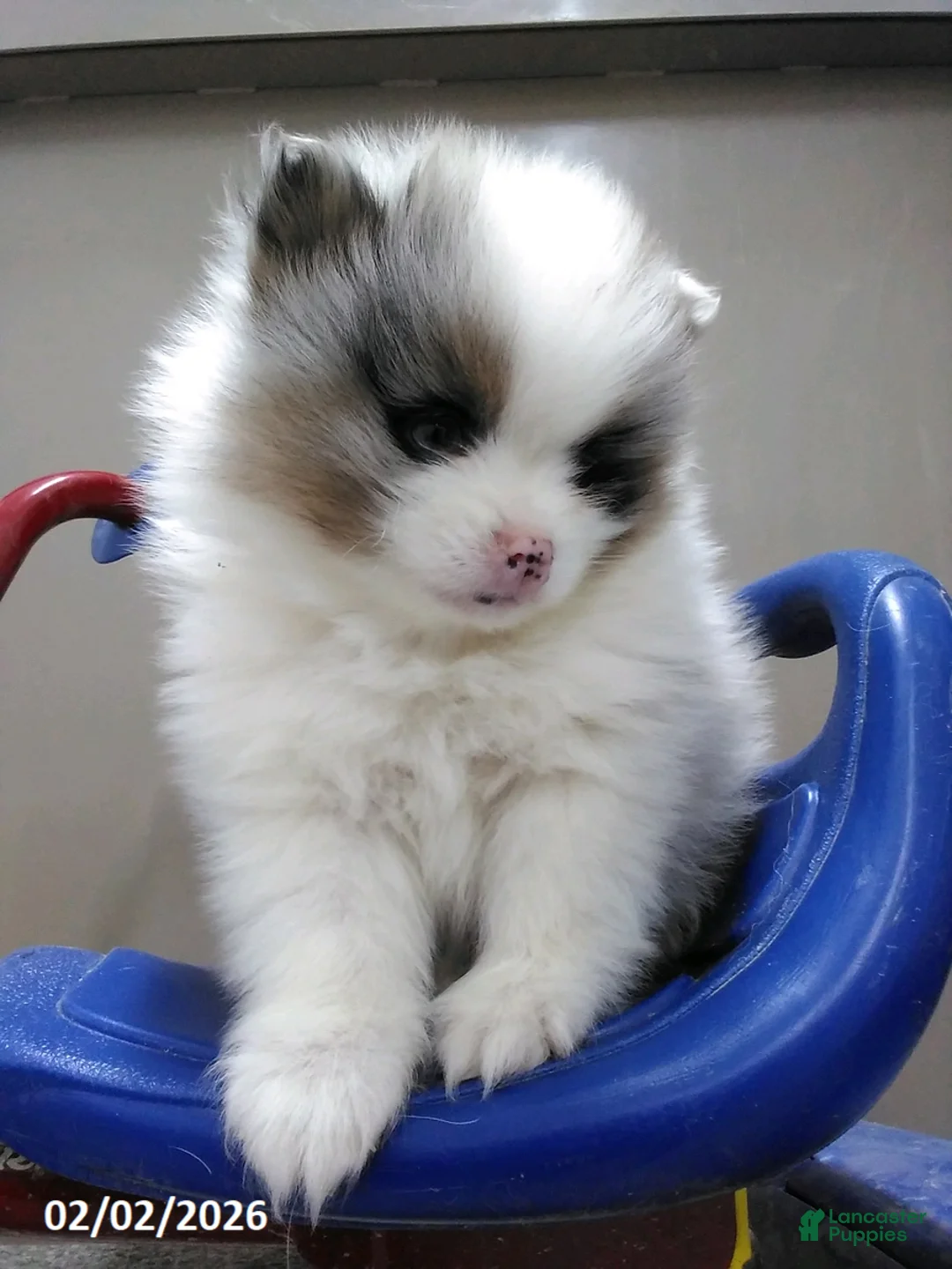 Pomeranian dogs for sale: Maize - Ad 1