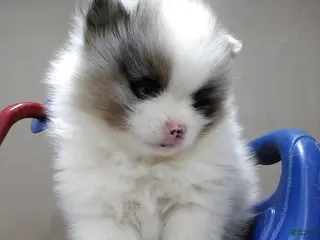 Pomeranian dogs Maize - Ad 7