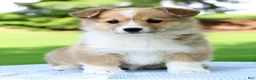 Welsh Corgi Pembroke dogs for sale: Honey - Ad 2