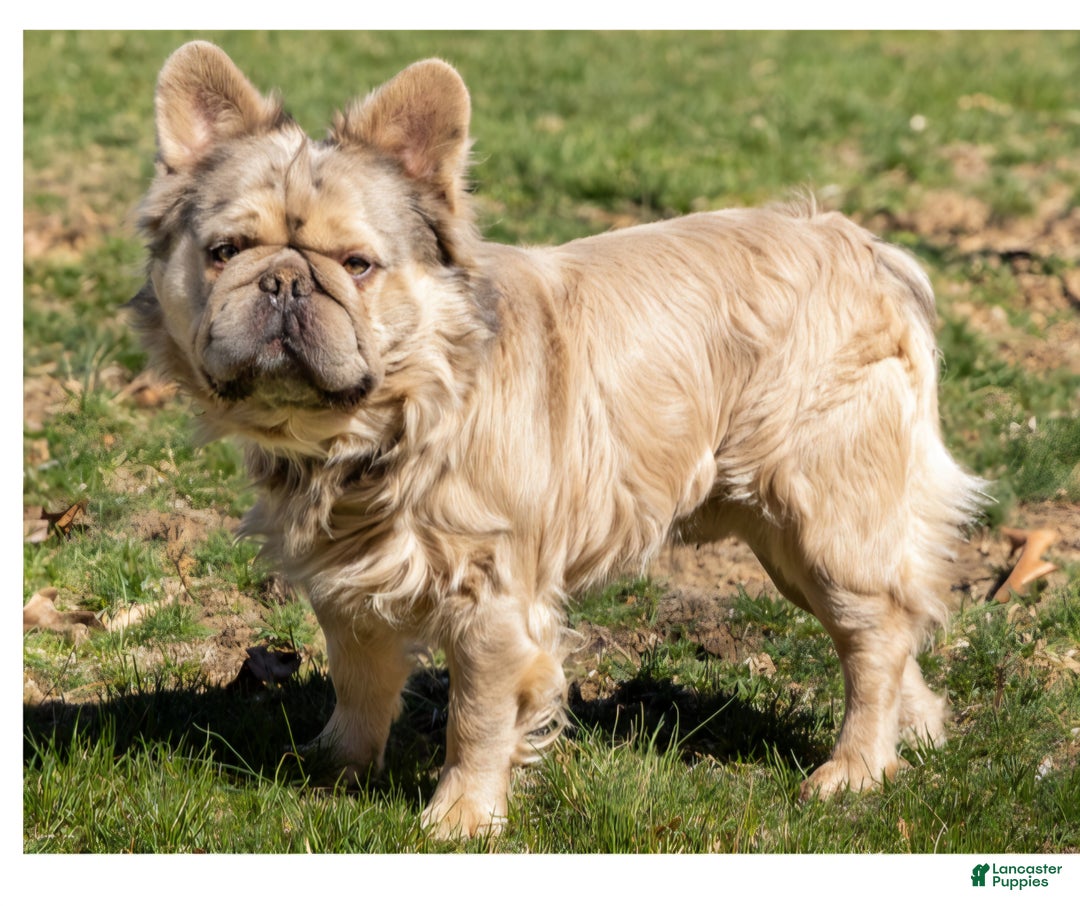 French Bulldog dogs for sale: Female 1 - Ad 5