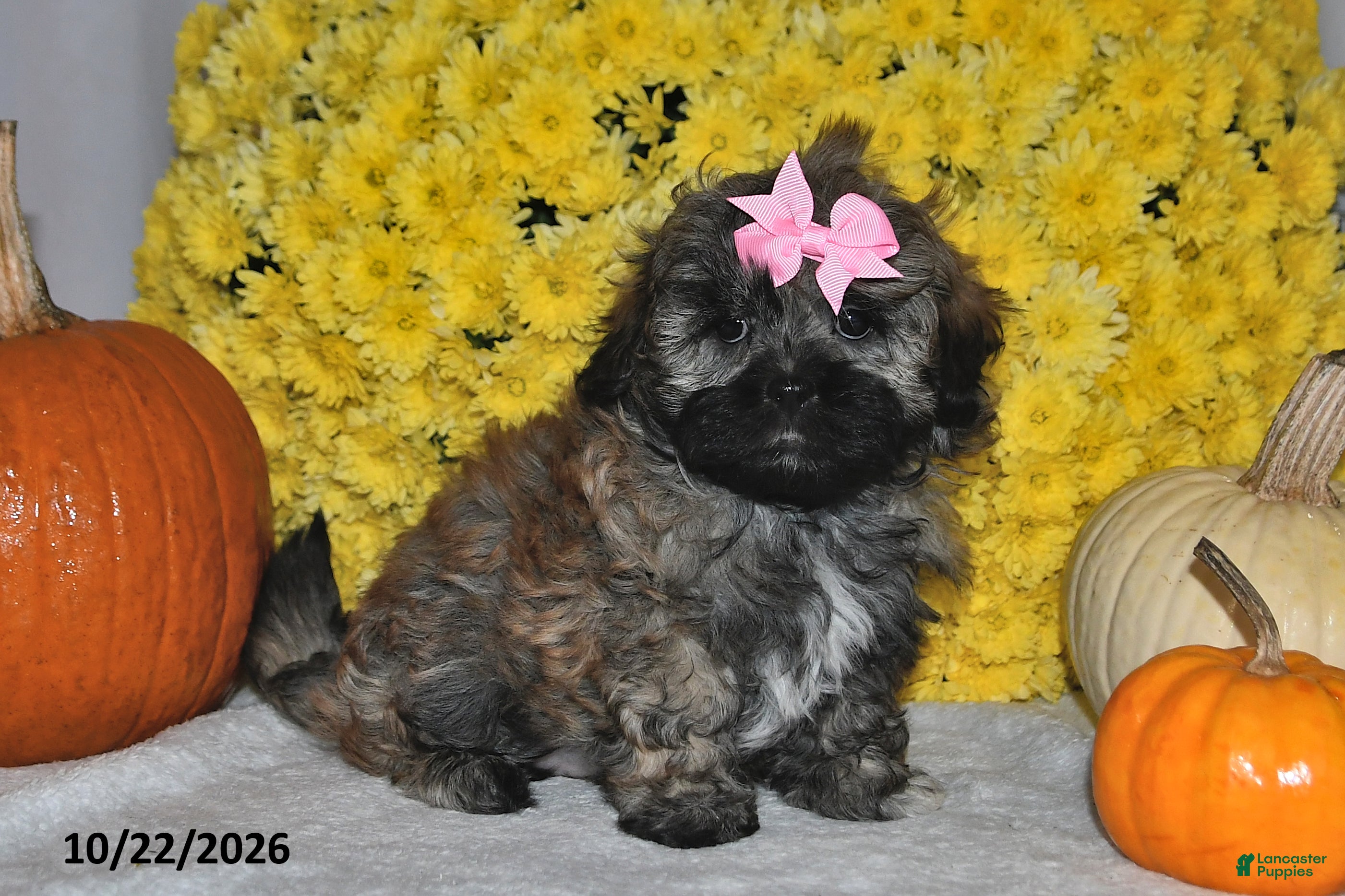 Shihpoo dogs for sale: Tessie - Ad 2