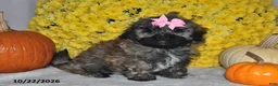 Shihpoo dogs for sale: Tessie - Ad 2