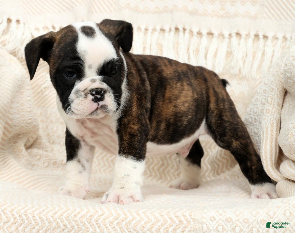 English Bulldog dogs Maxx - Ad 2