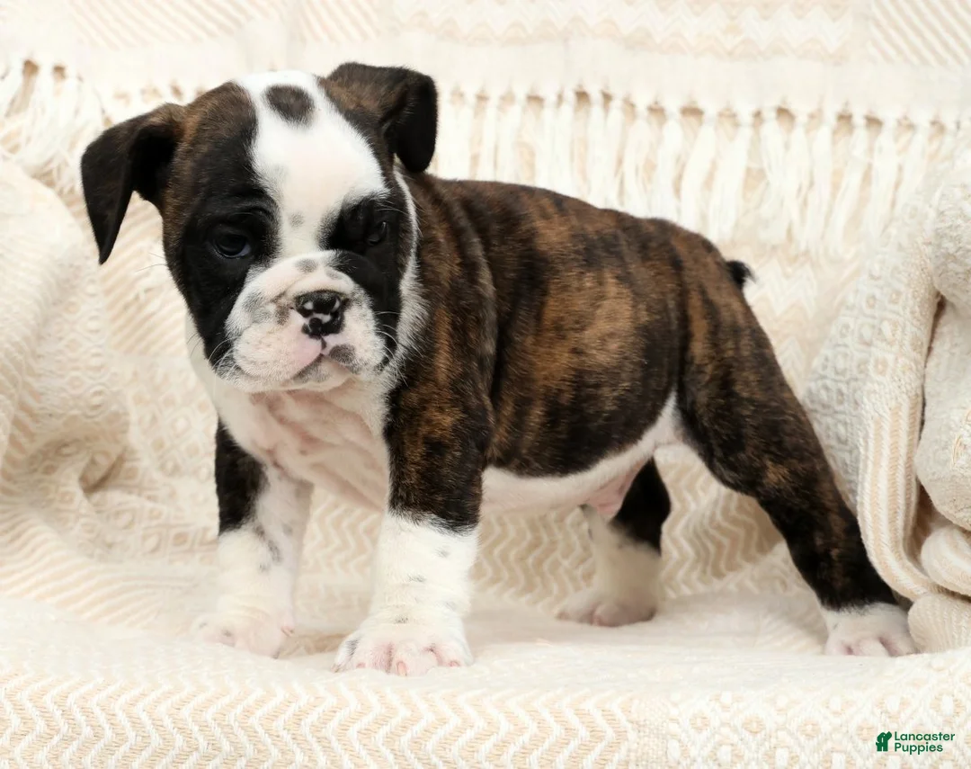 English Bulldog dogs for sale: Maxx - Ad 2