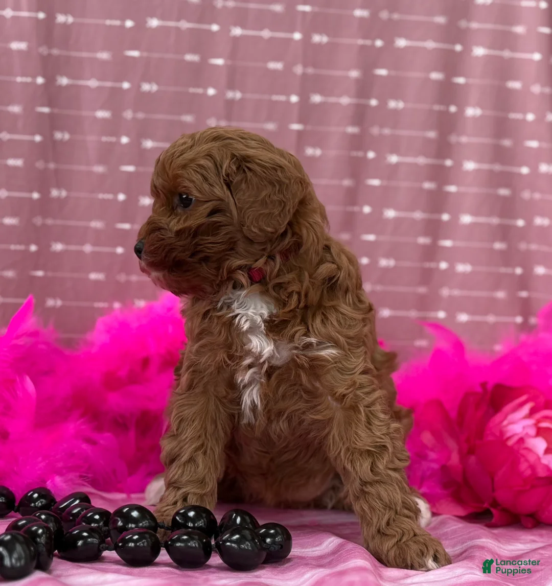 Cavapoo dogs for sale: Dulcie  - Ad 8