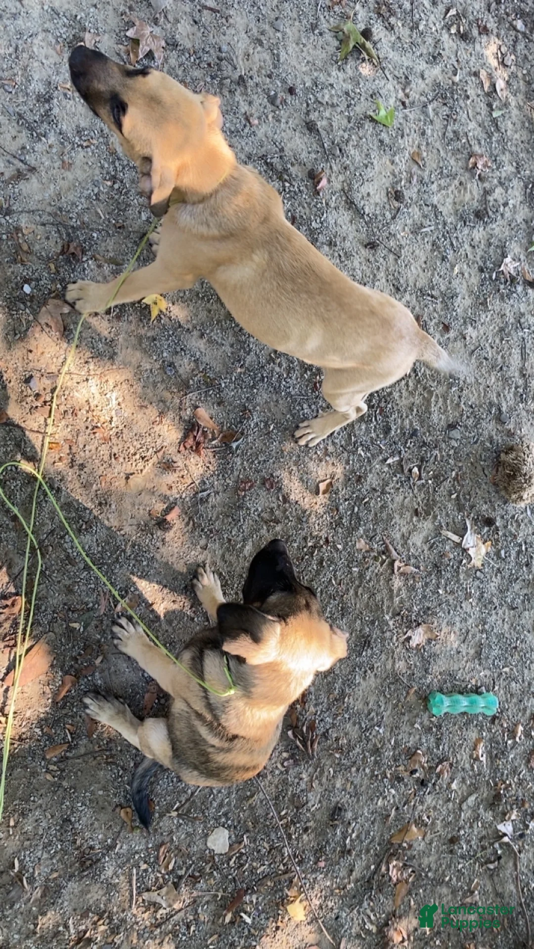 Mixed Breed dogs for sale: Mixed Breed 1 - Ad 6