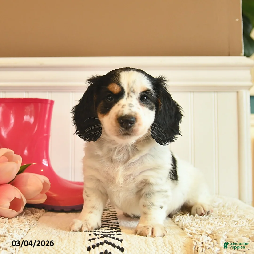 Miniature Dachshund dogs for sale: Teddy  - Ad 1