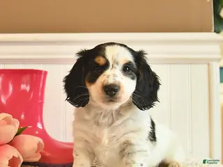 Miniature Dachshund dogs for sale: Teddy - Ad 3