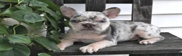 Frenchton dogs for sale: Logan - Ad 2
