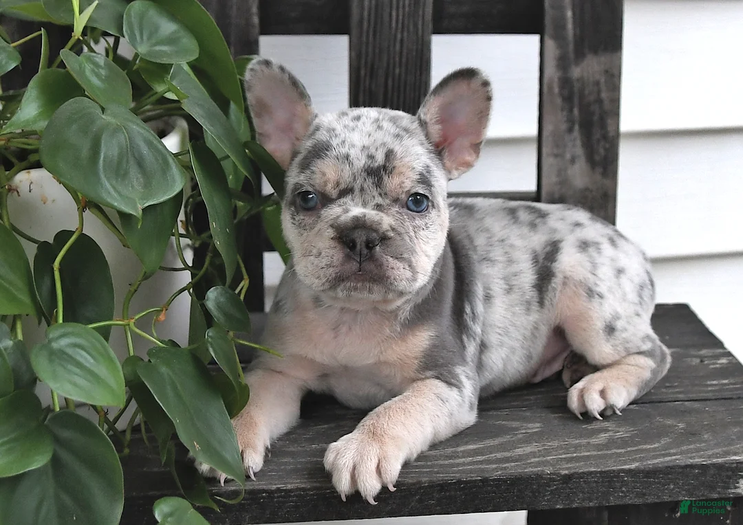 Frenchton dogs for sale: Logan - Ad 2