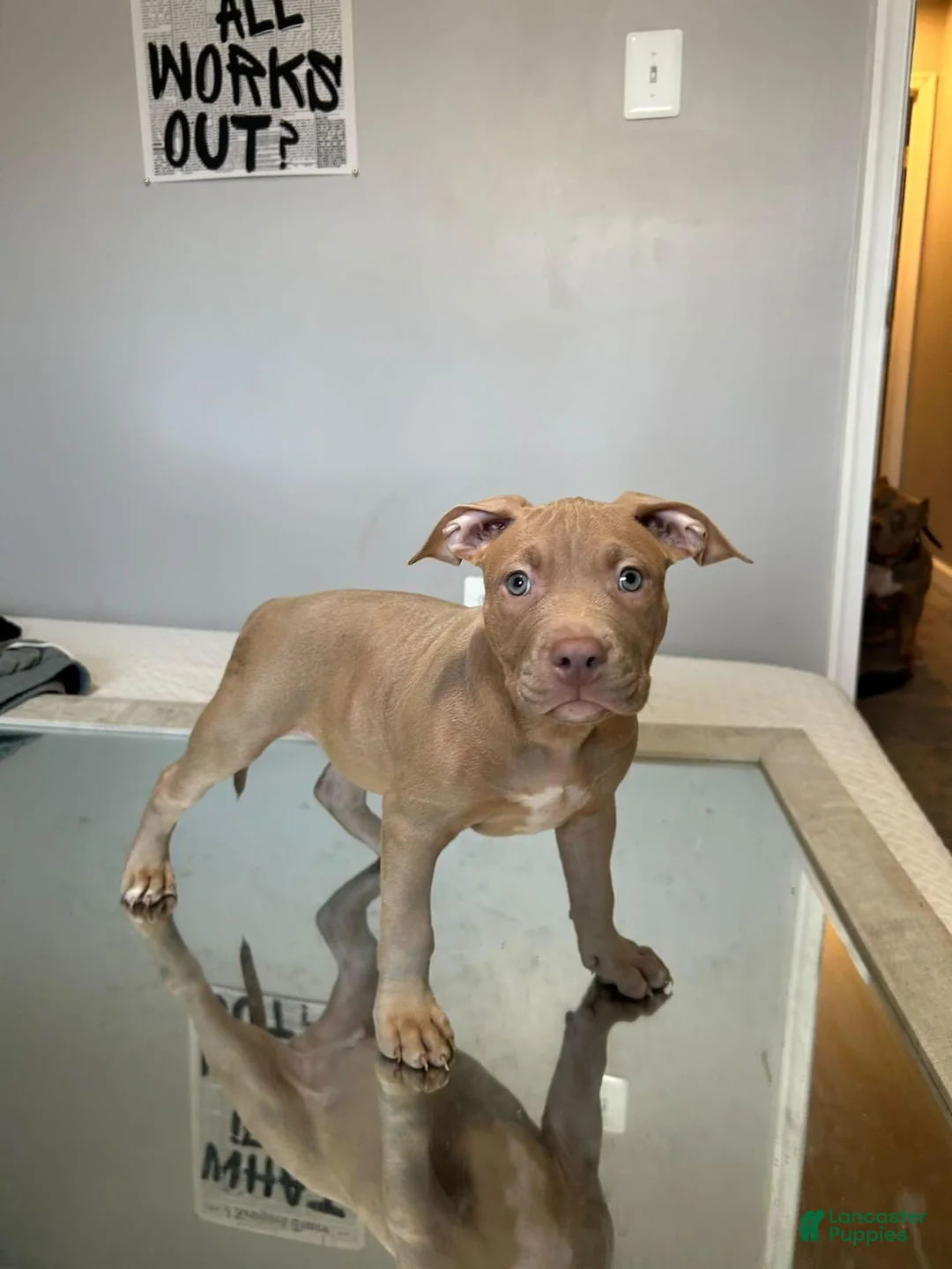 American Bully dogs for sale: American Bully 2 - Ad 1