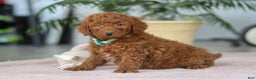 Mini Goldendoodle dogs for sale: Turbo - Ad 3