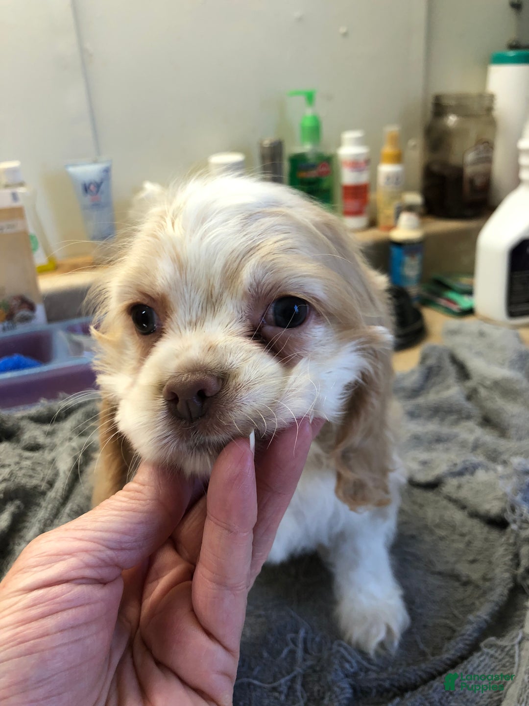 Cocker Spaniel dogs for sale: Vet checked perfect  - Ad 3