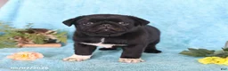 Pug dogs for sale: Blackie - Ad 3