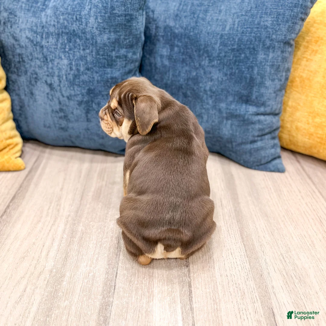 Beabull dogs for sale: Penny - Ad 5