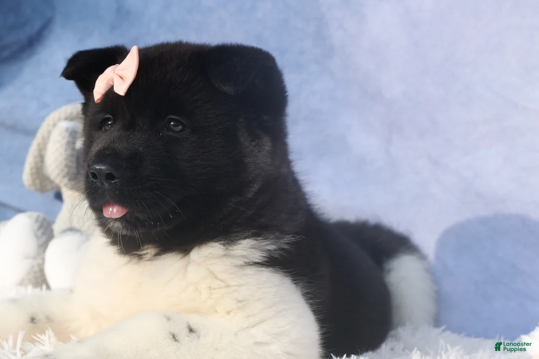 Akita dogs for sale: Olive - Ad 16