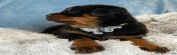 Rottweiler dogs for sale: Skye - Ad 10