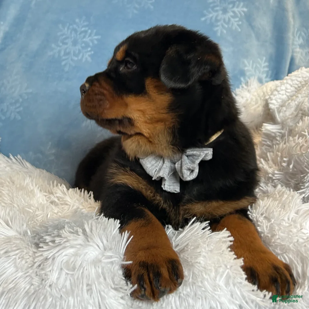 Rottweiler dogs for sale: Skye - Ad 10