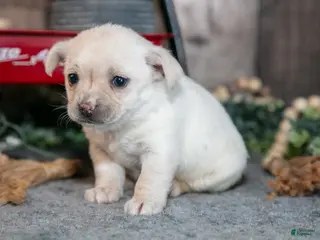 Chihuahua dogs for sale: Kara - Ad 1