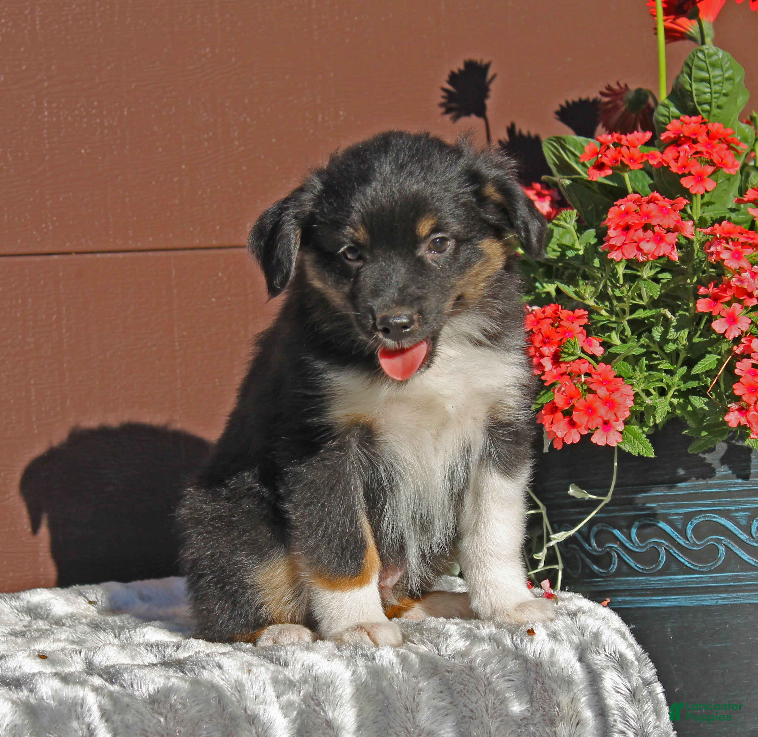 Miniature Australian Shepherd dogs Alex - Ad 2
