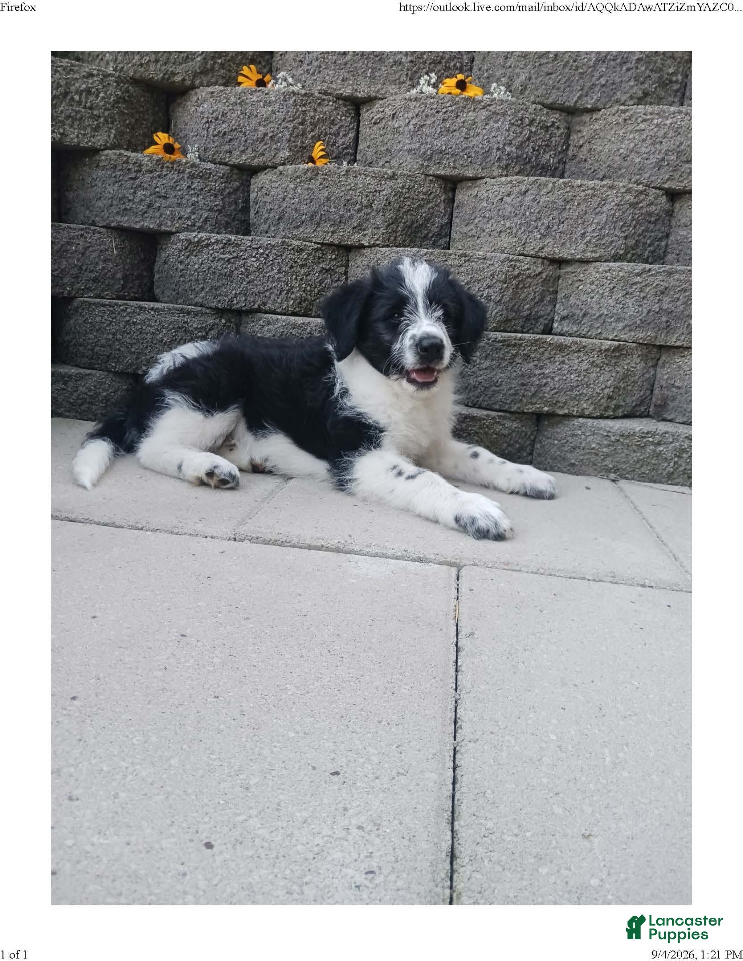 Mixed Breed dogs Mali - Ad 1