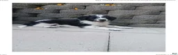 Mixed Breed dogs for sale: Mali - Ad 1