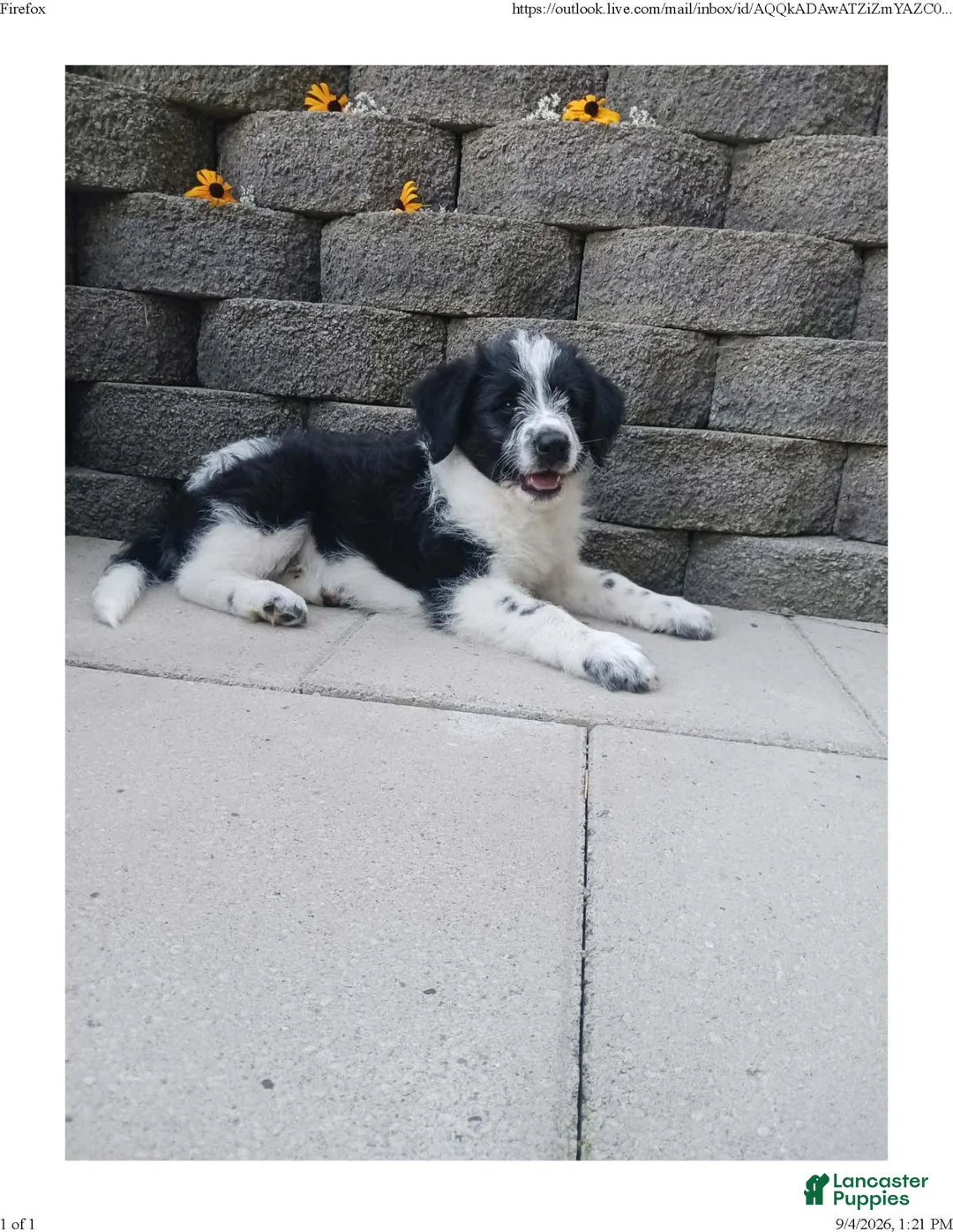 Mixed Breed dogs for sale: Mali - Ad 1