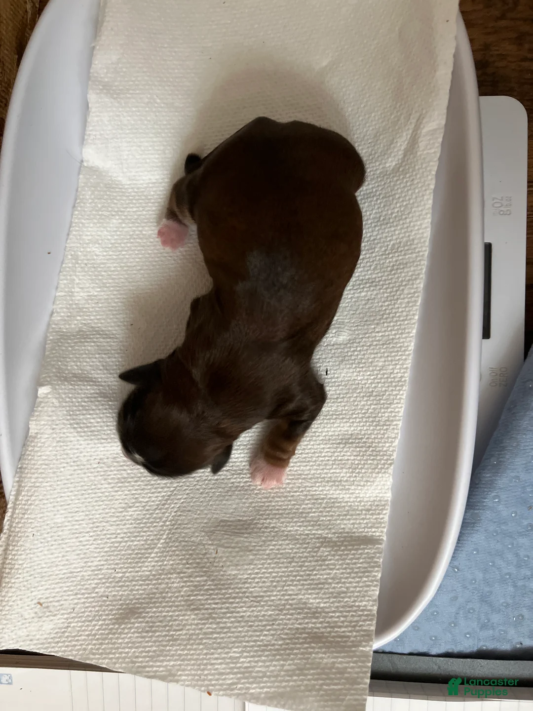 Shih Tzu dogs for sale: Sabbath  - Ad 2