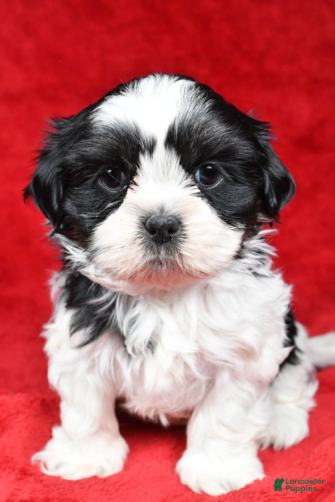 Shih Tzu dogs for sale: Ike - Ad 6