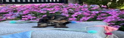 Yorkshire Terrier dogs for sale: Ivy - Ad 13