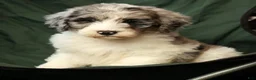Sheepadoodle dogs for sale: Bella - Ad 7