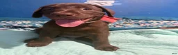 Labrador Retriever dogs for sale: Labrador Retriever 9 - Ad 3