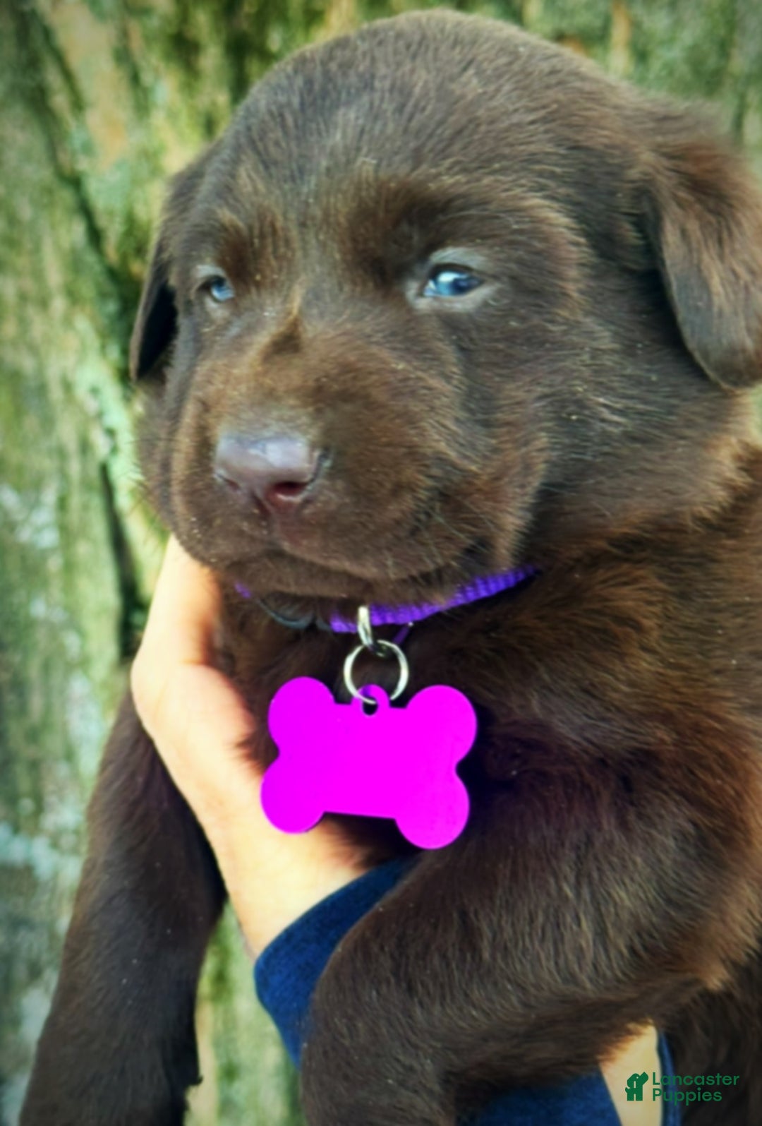 Labrador Retriever dogs for sale: Labrador Retriever Puppy 1 - Ad 2