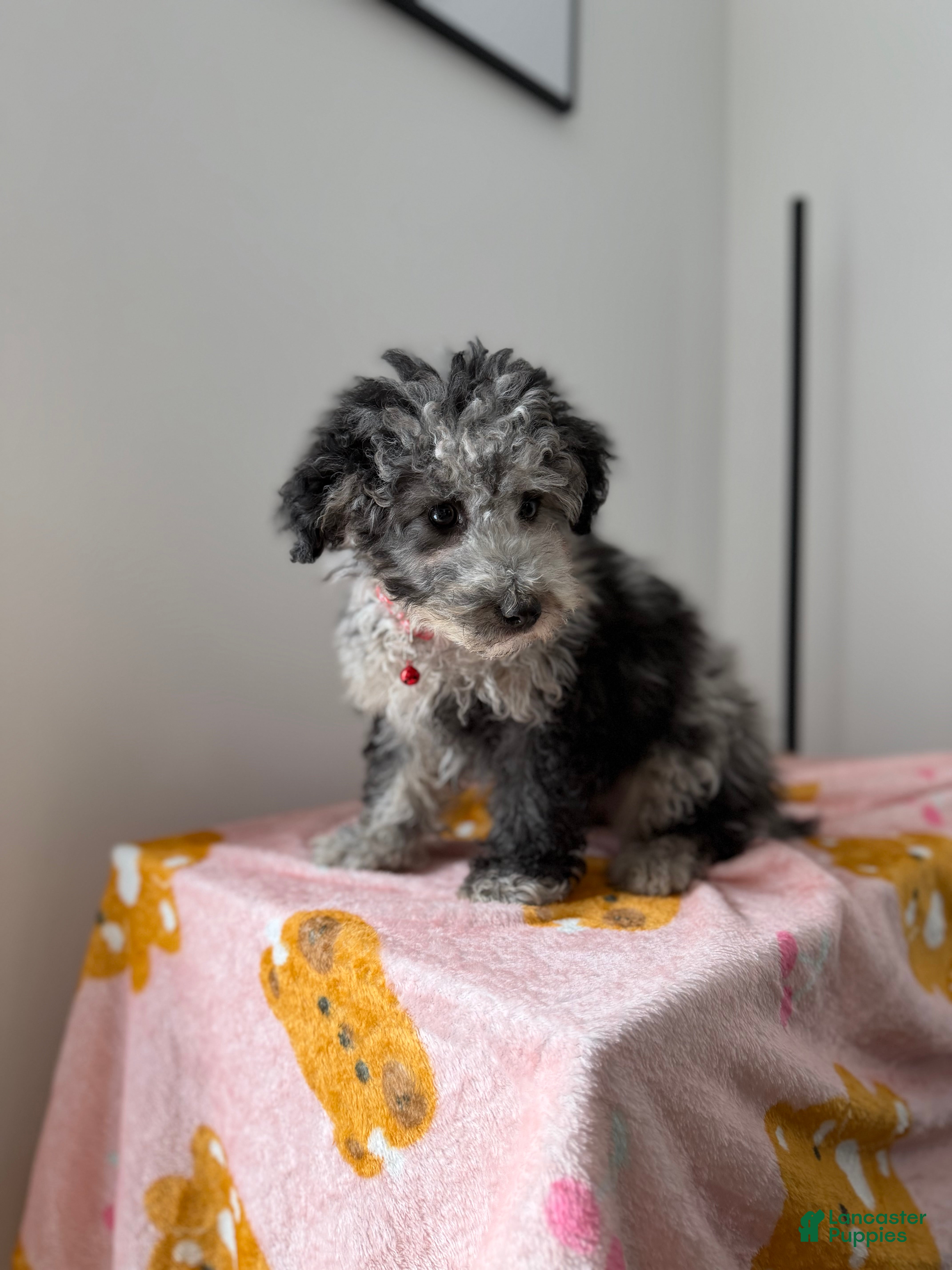 Toy Poodle dogs Chrome  - Ad 2