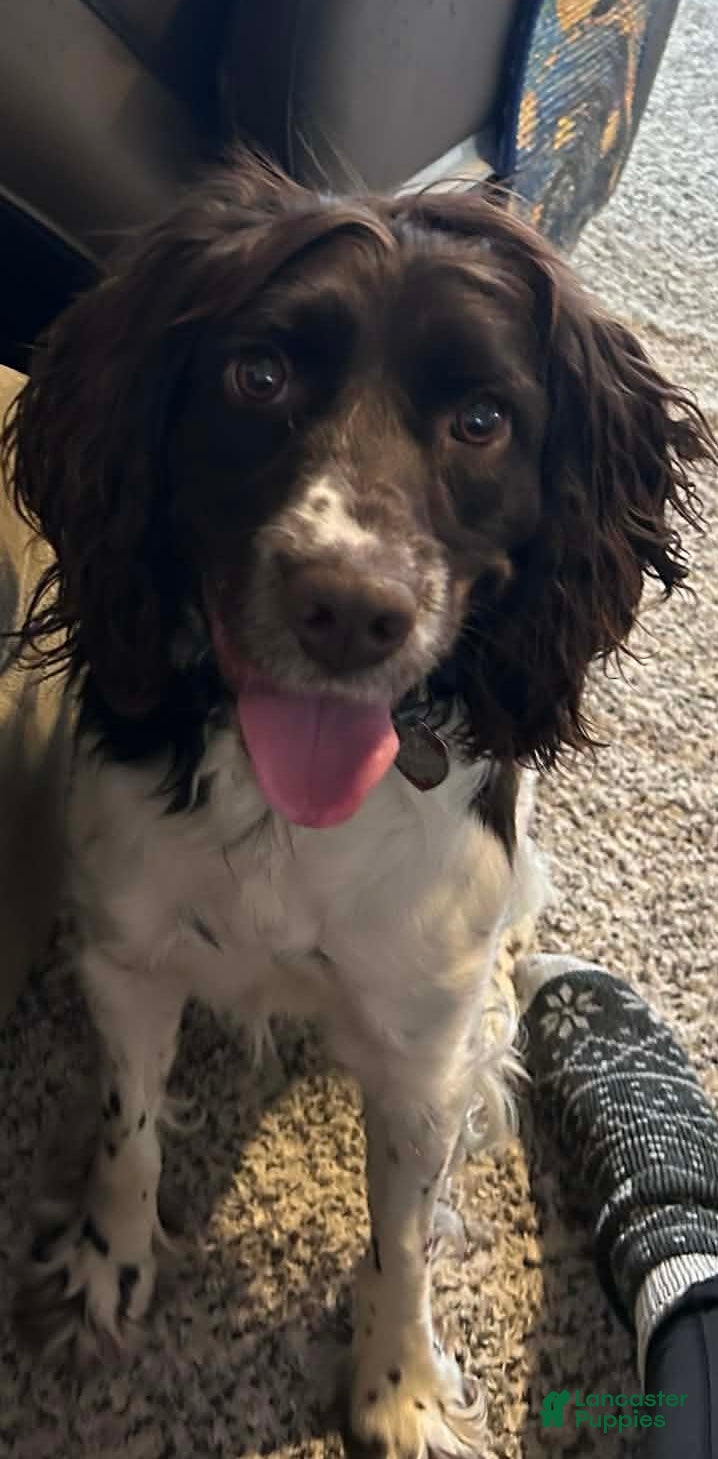 English Springer Spaniel dogs English Springer Spaniel Puppy 1 Male - Ad 17