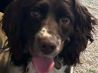 English Springer Spaniel dogs English Springer Spaniel Puppy 1 Male - Ad 17