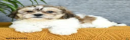 Teddy Bear dogs for sale: Everest - Ad 4