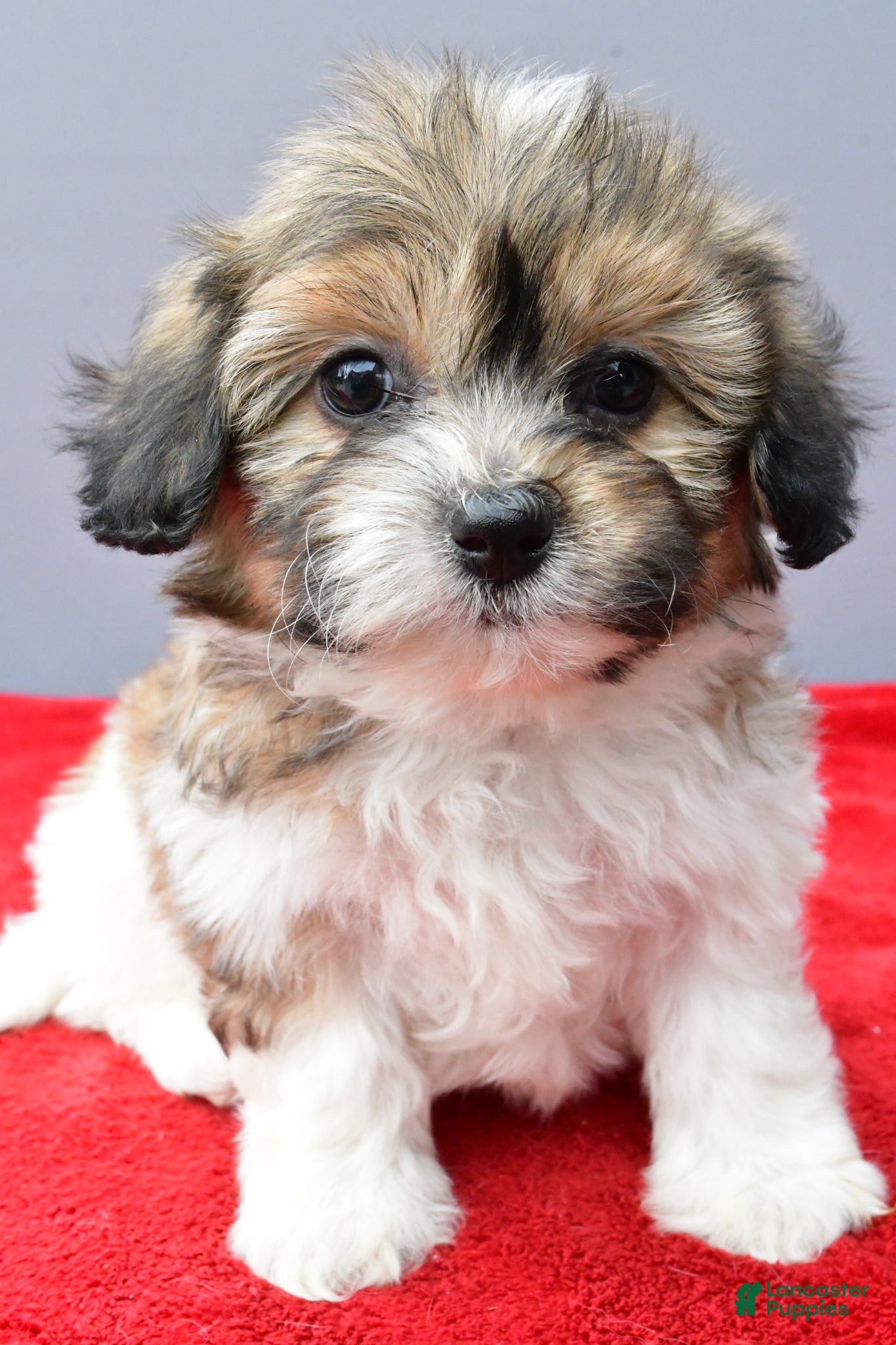 Teddy Bear dogs Tyler - Ad 2