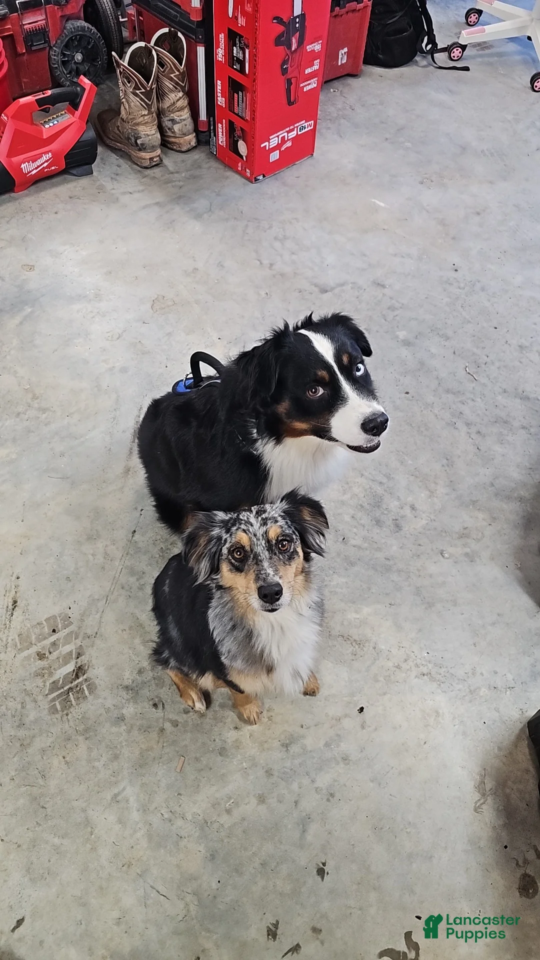 Miniature Australian Shepherd dogs for sale: Miniature Australian Shepherd 3 - Ad 2