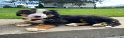 Bernese Mountain Dog dogs for sale: Rusty - Ad 8