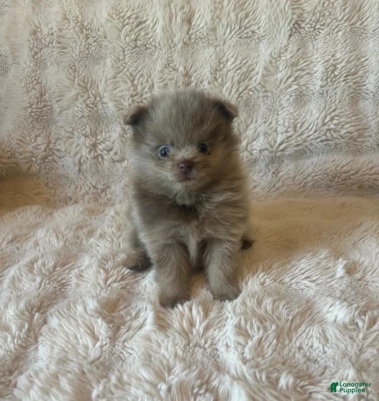 Pomeranian dogs Luna - Ad 11