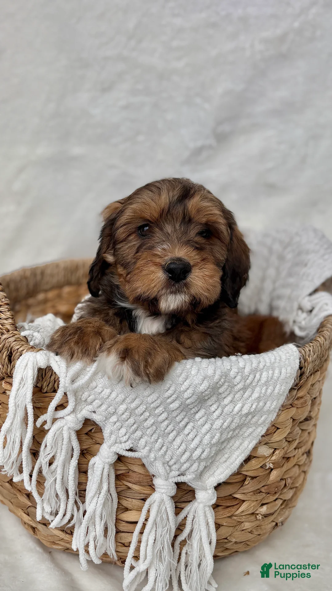 Bernedoodle dogs for sale: Max - Ad 10