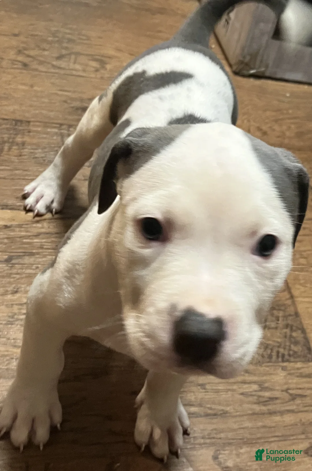American Pit Bull Terrier dogs for sale: American Pit Bull Terrier 2 Male - Ad 2