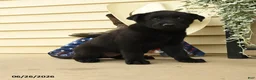 Belgian Malinois dogs for sale: Chance - Ad 3